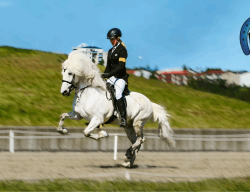 Skráning hafin á opna Reykjavíkurmeistaramót Fáks WR