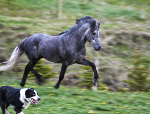 Lausaganga hunda á félagssvæði er bönnuð