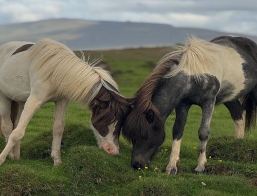 Skráning enn í fullum gangi á hringrásardag Fáks