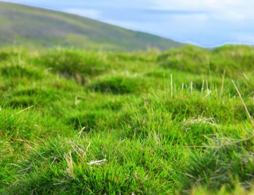 Heyefnagreining – Starfsmaður á ferð 8. febrúar klukkan 15:50 við félagsheimilið