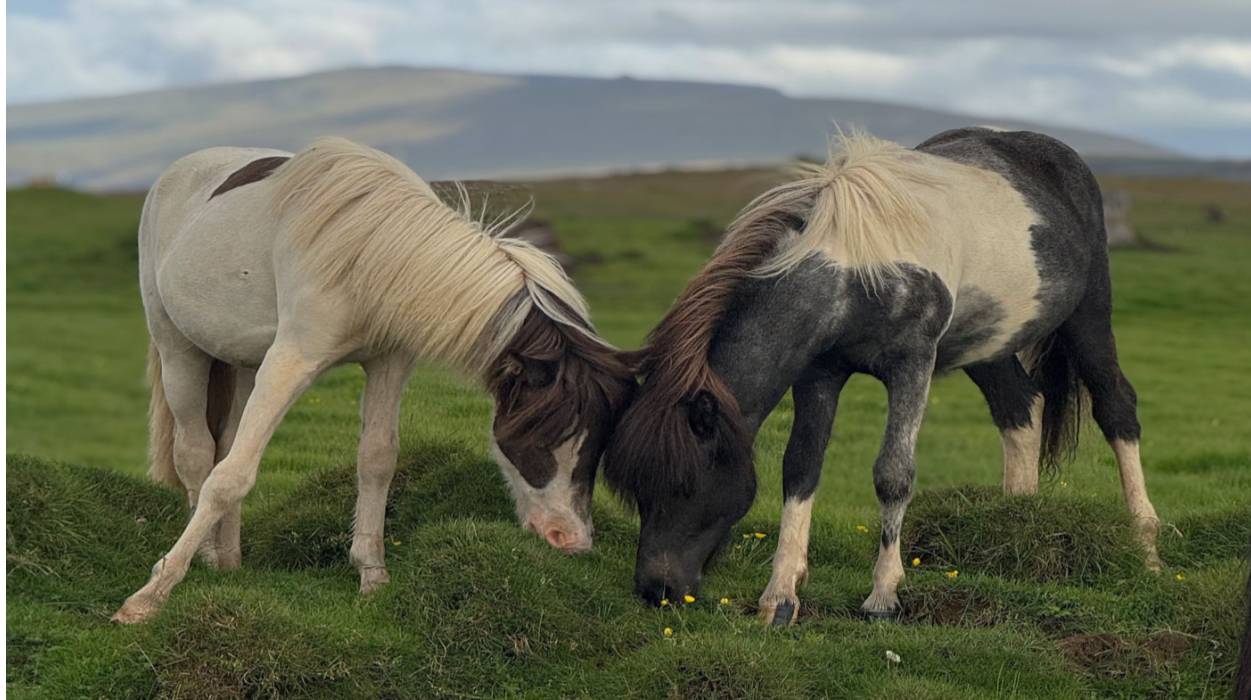 Skráning enn í fullum gangi á hringrásardag Fáks